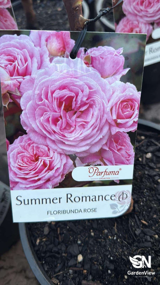 Rose Summer Romance Bush - Roses - Garden View Nursery