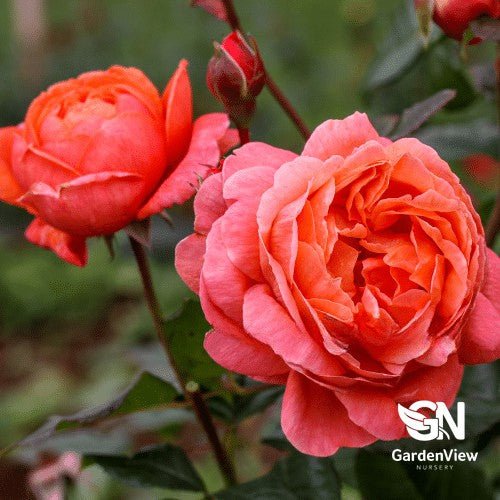 Rose Summer Song Bush - Roses - Garden View Nursery