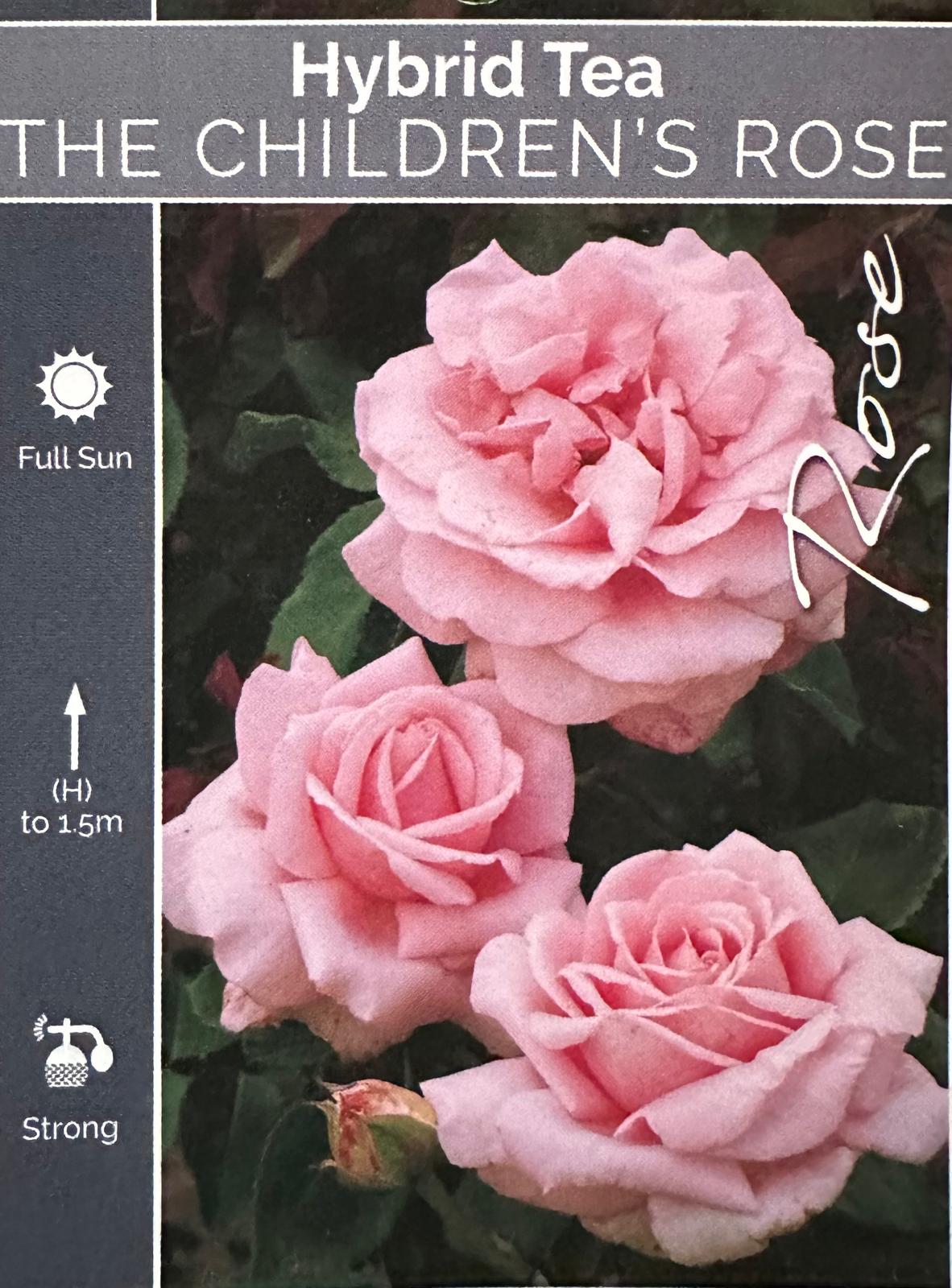 Rose The Childrens Bush - Roses - Garden View Nursery