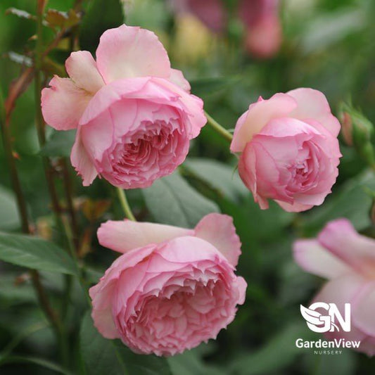 Rose The Mill On The Floss Bush - Roses - Garden View Nursery