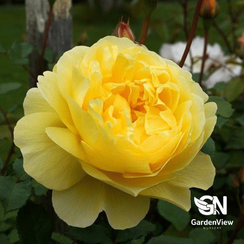 Rose The Poet's Wife Standard - Roses - Garden View Nursery