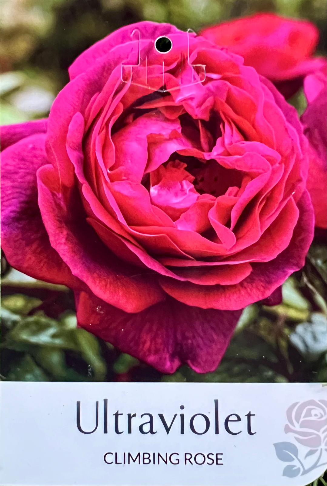 Rose Ultraviolet Climbing - Roses - Garden View Nursery