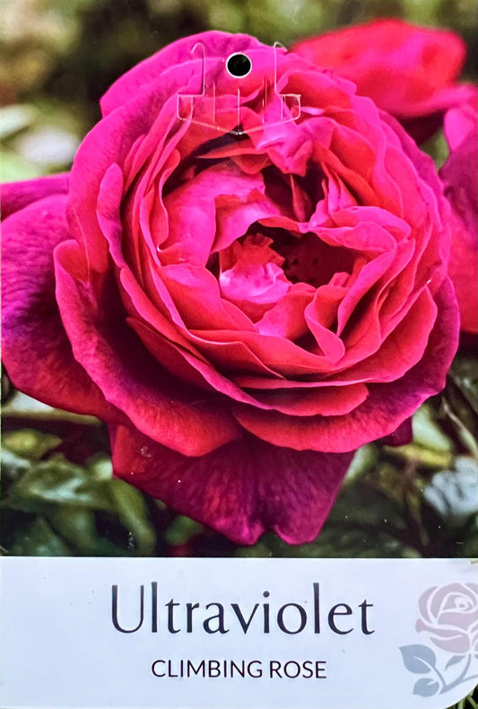 Rose Ultraviolet Climbing - Roses - Garden View Nursery