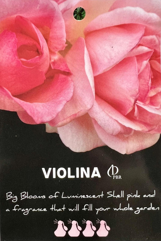 Rose Violina Bush - Roses - Garden View Nursery
