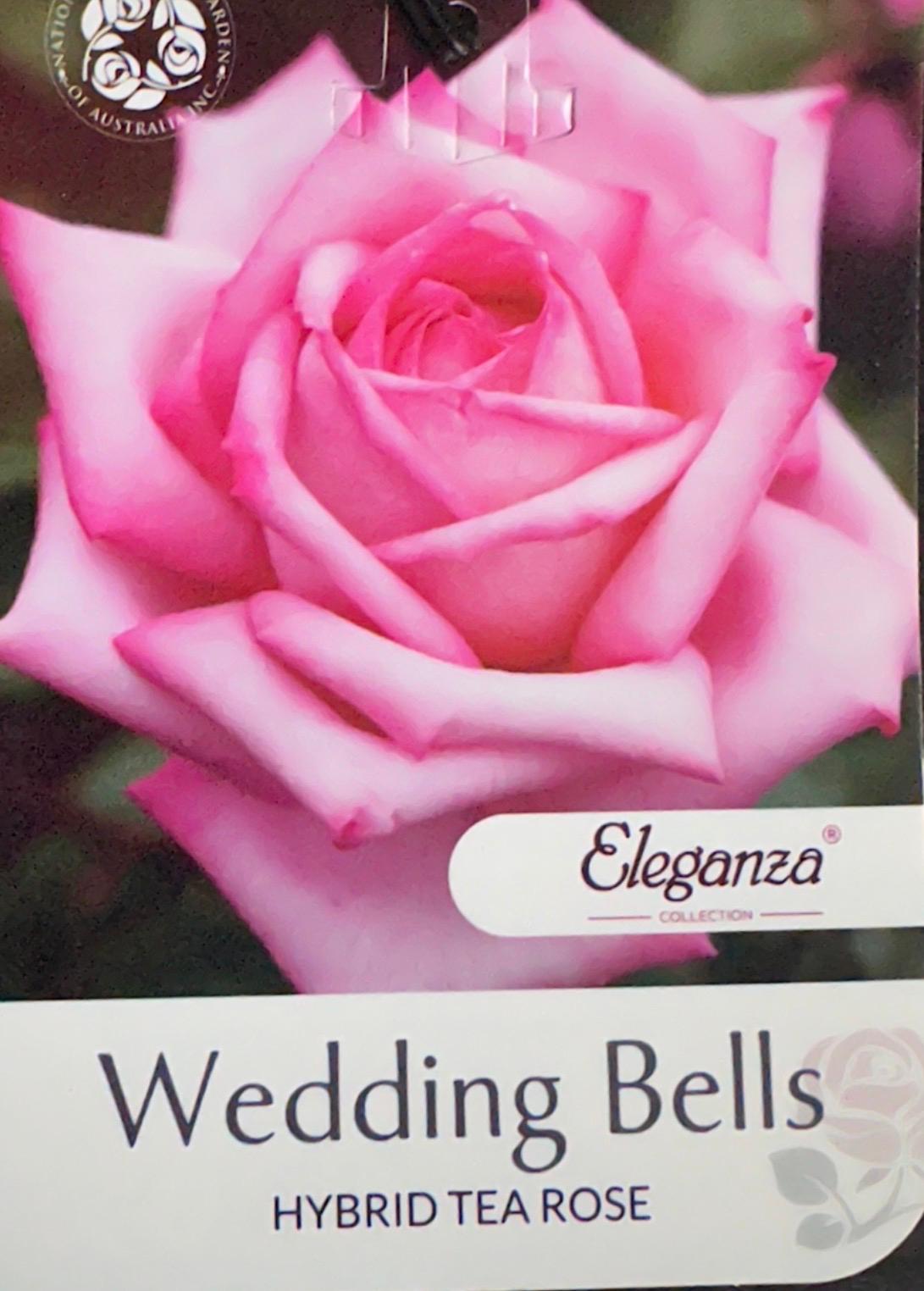 Rose Wedding Bells Bush - Roses - Garden View Nursery