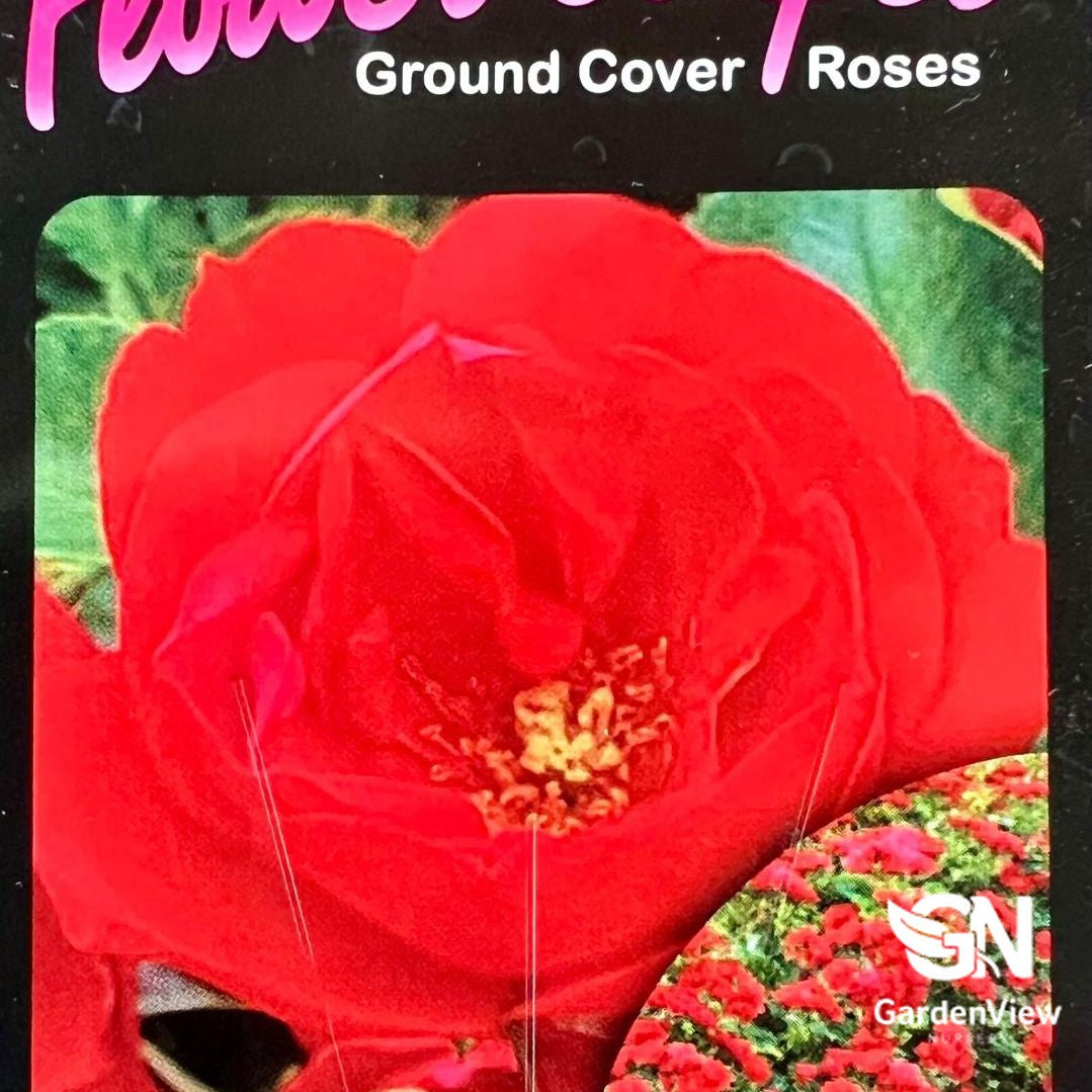 Rose Mini Cherry Patio/Carpet with vibrant red blooms on seed packet display