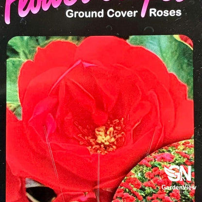 Rose Mini Cherry Patio/Carpet with vibrant red blooms on seed packet display