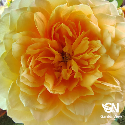 Rose Molineux Bush with yellow-orange double blooms in full flower stage