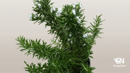 Rosemary - Shrubs & Trees - Garden View Nursery