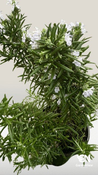 Rosemary - Shrubs & Trees - Garden View Nursery