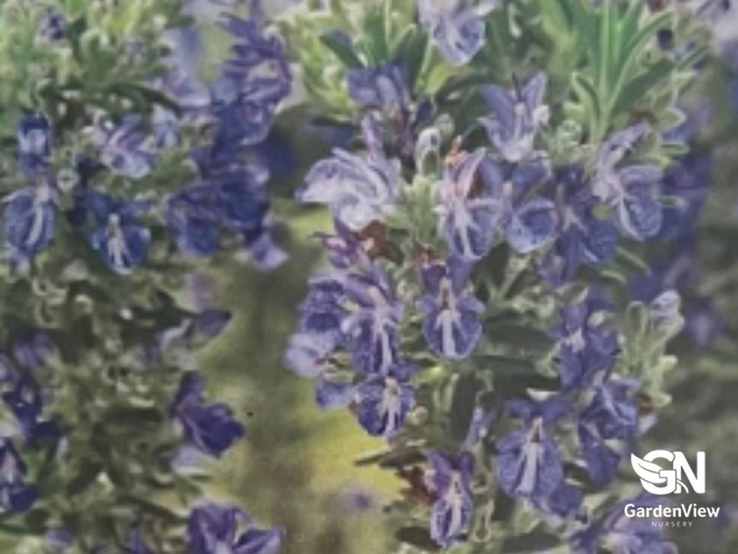 Rosmarinus Officinalis (Prostratus) - Shrubs & Trees - Garden View Nursery