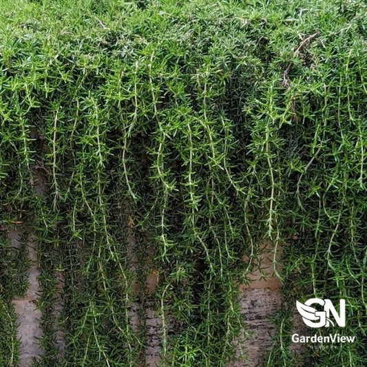 Rosmarinus Officinalis Trailing - Ground Covers - Garden View Nursery