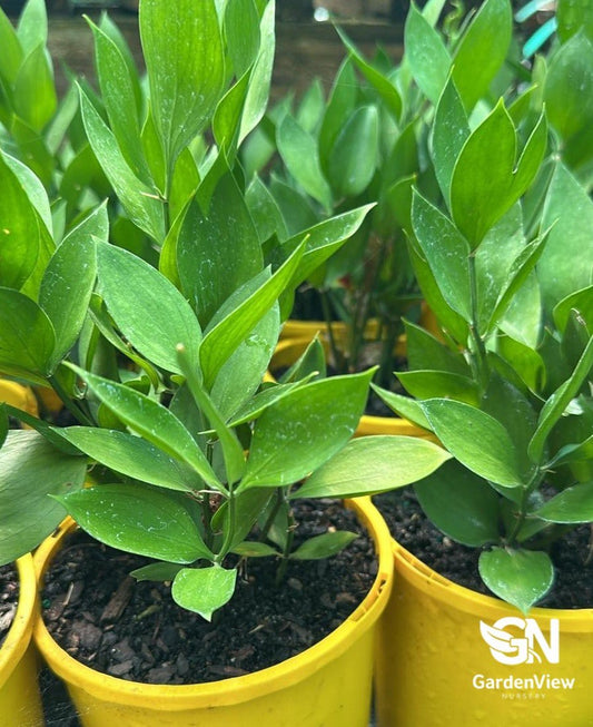 Ruscus Hypoglosum - Indoor Plants - Garden View Nursery