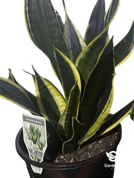 Sansevieria Black Gold - Indoor Plants - Garden View Nursery