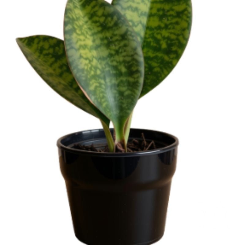 Sansevieria Masoniana - Indoor Plants - Garden View Nursery