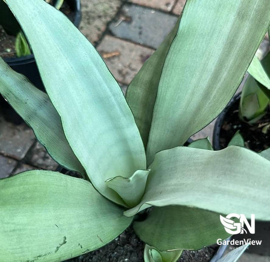 Sansevieria Trifasciata Moonshine - Indoor Plants - Garden View Nursery