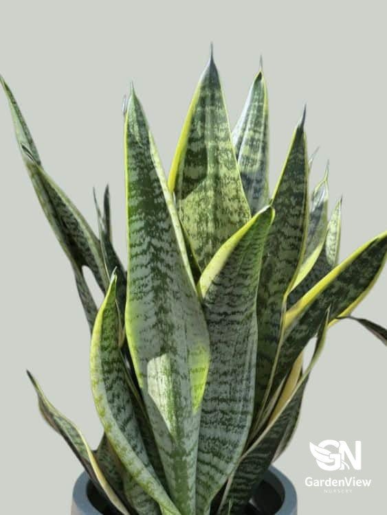 Sansevieria Trifasciata Superba (Snake Plant) - Indoor Plants - Garden View Nursery