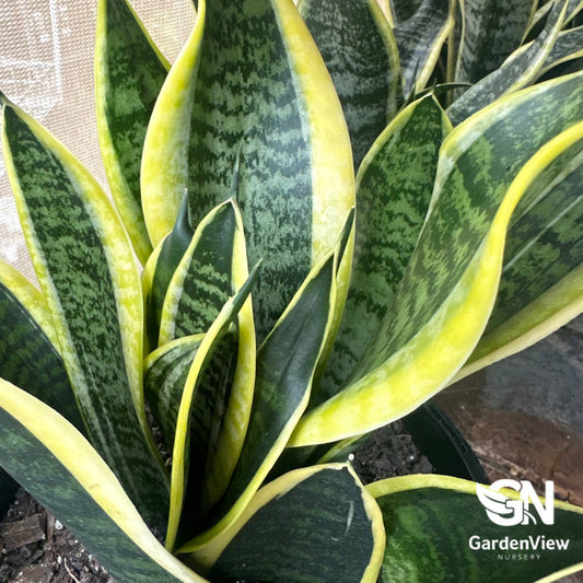 Sansevieria Trifasciata 'Black Gold' with dark green leaves and yellow margins in pot