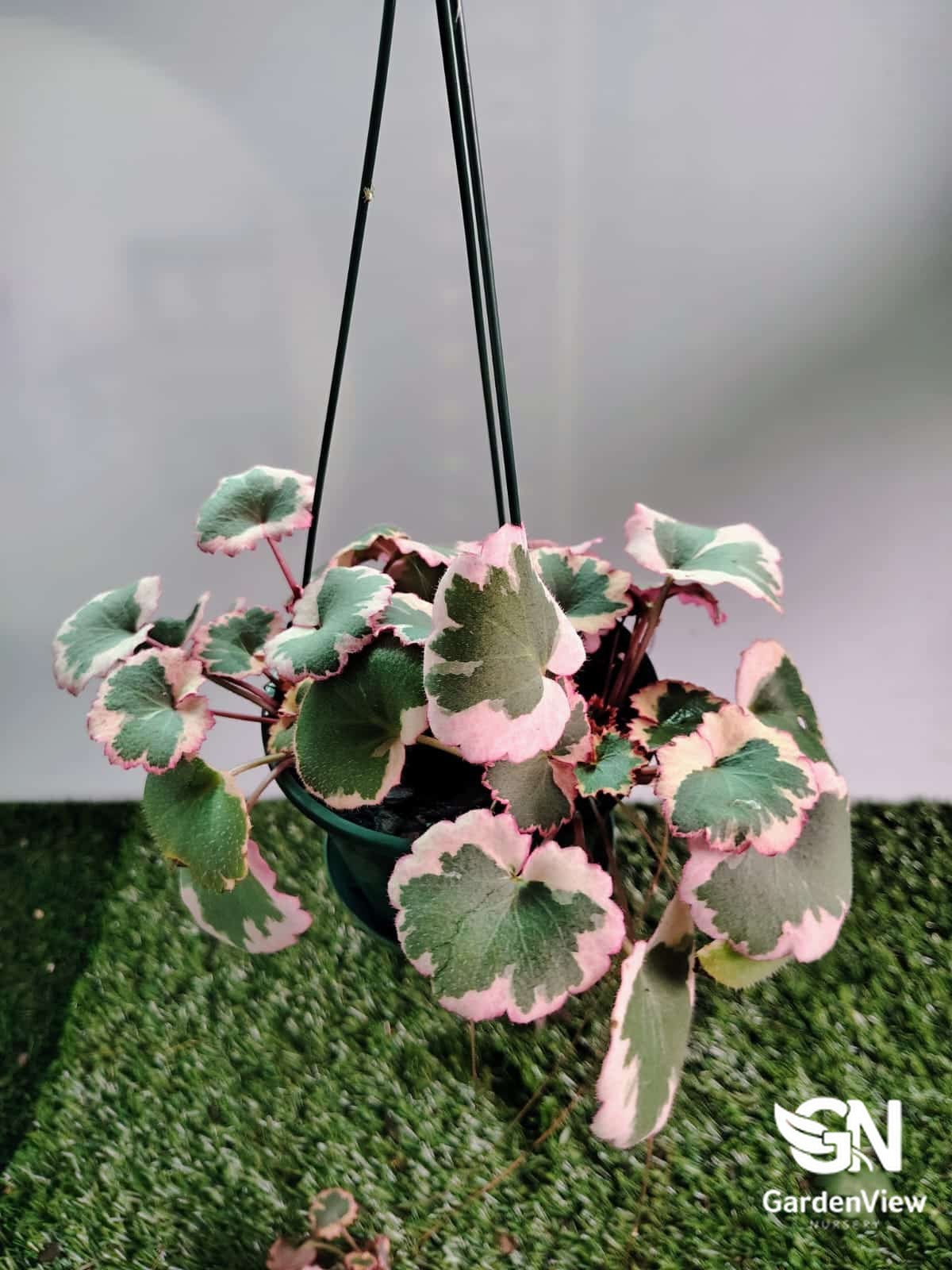 Saxifraga Stolonifera - Indoor Plants - Garden View Nursery