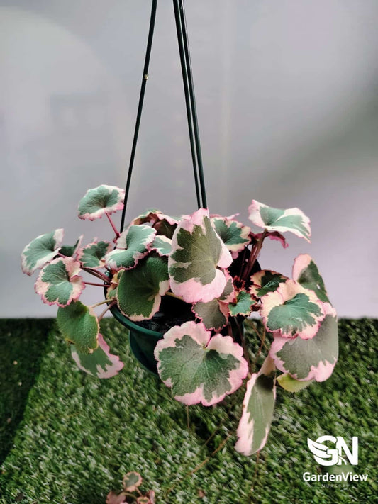 Saxifraga Stolonifera - Indoor Plants - Garden View Nursery