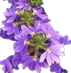 Scaevola Blue - Native Shrubs & Trees - Garden View Nursery