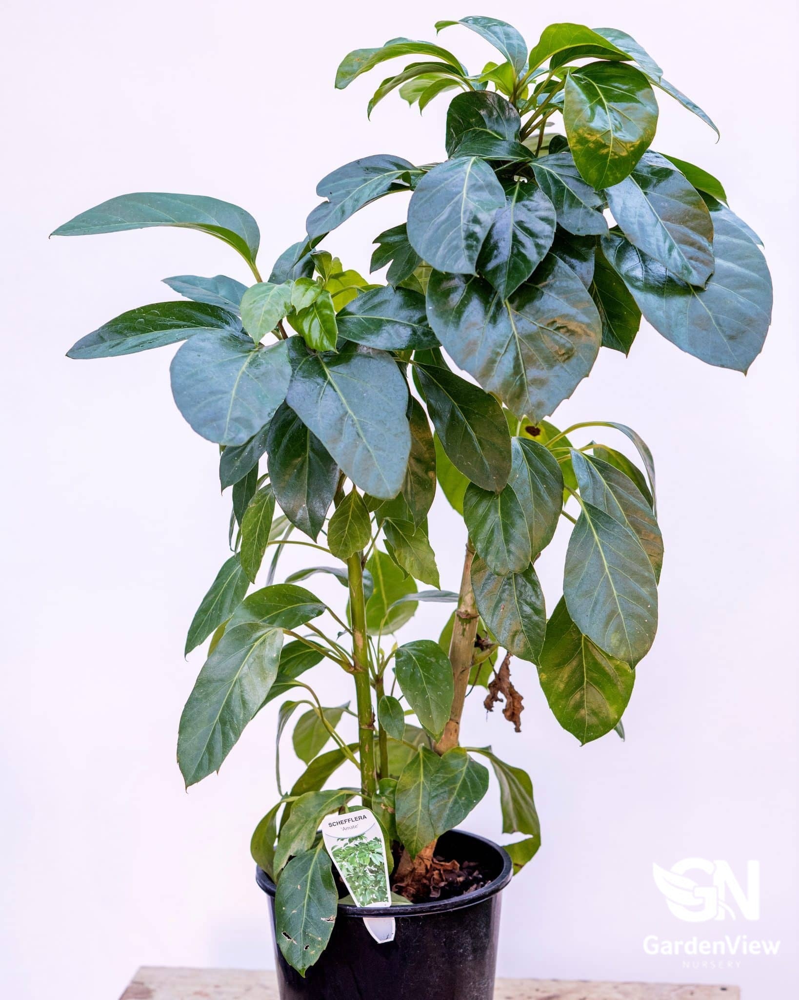 Schefflera Actinophylla Amate - Indoor Plants - Garden View Nursery