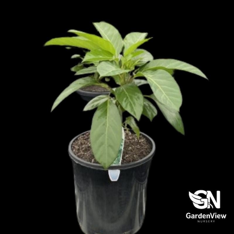 Schefflera Alpine Junior - Indoor Plants - Garden View Nursery
