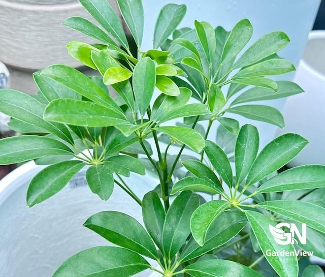 Schefflera Arboricola - Indoor Plants - Garden View Nursery