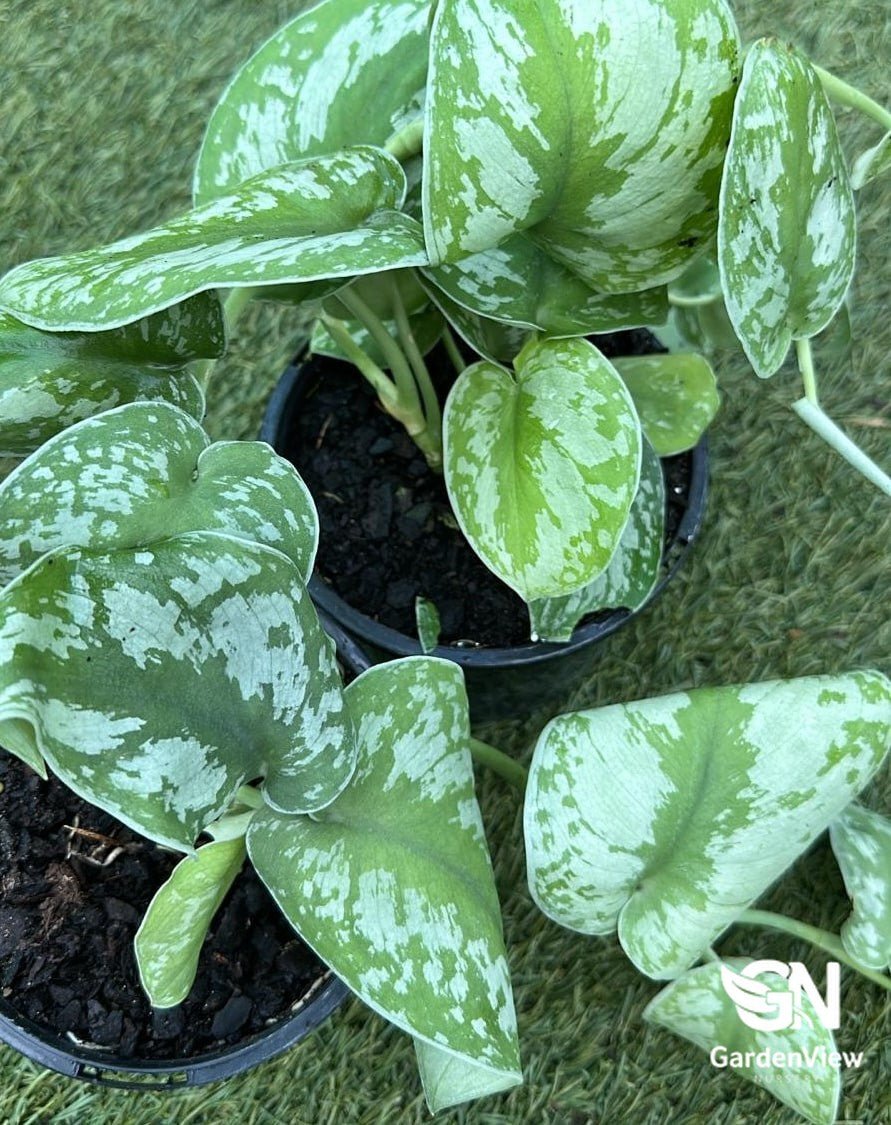 Scindapsus Pictus Exotica (Satin Pothos) - Indoor Plants - Garden View Nursery