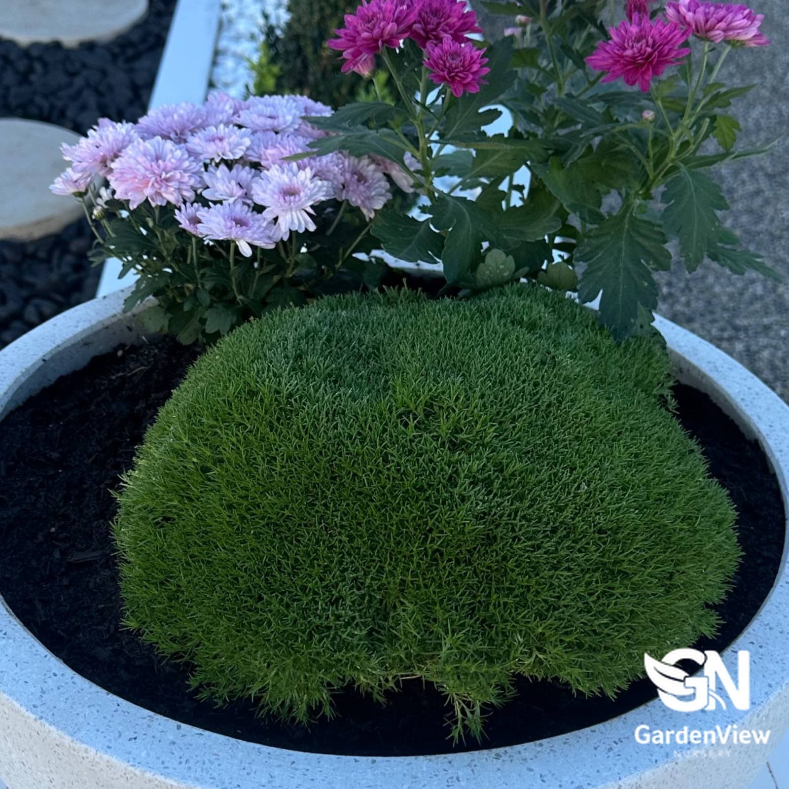 Scleranthus Biflorus 'Lime Lava' - Climbers & Ground Covers - Garden View Nursery