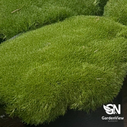 Scleranthus Biflorus 'Lime Lava' - Climbers & Ground Covers - Garden View Nursery