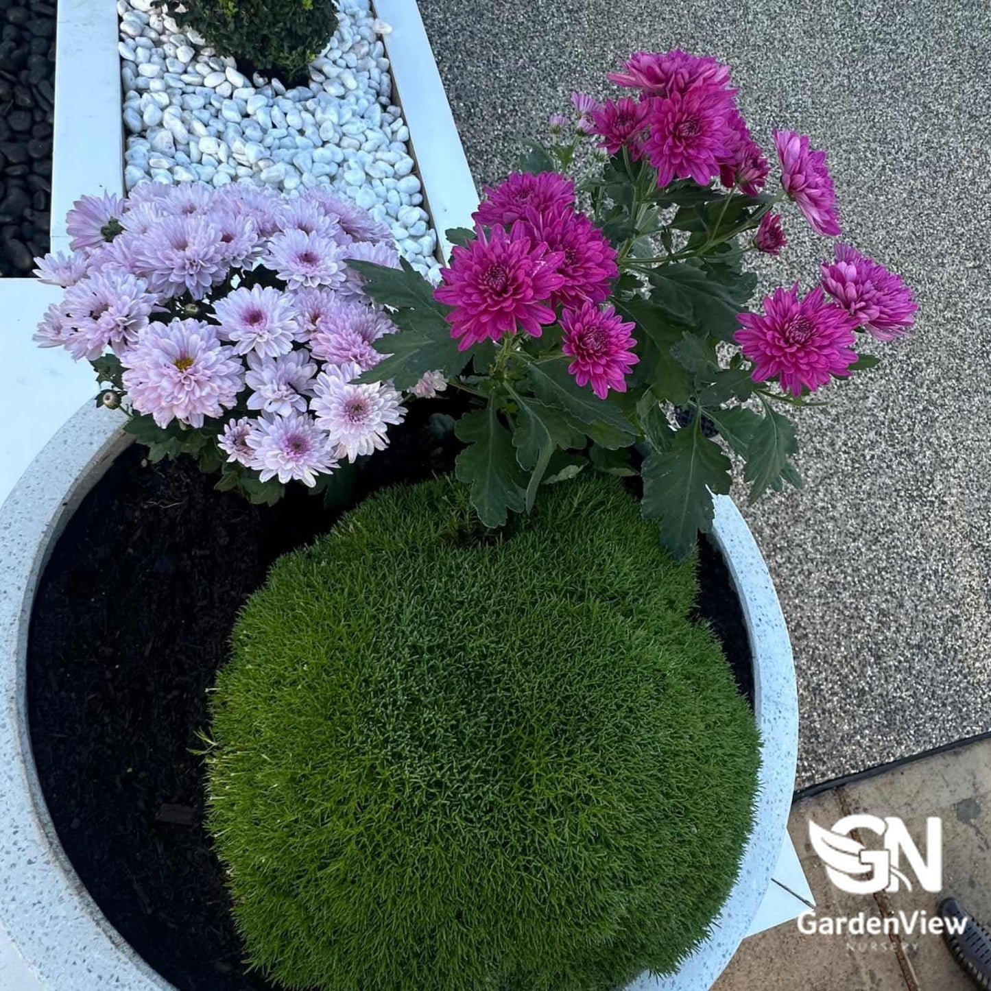 Scleranthus Biflorus 'Lime Lava' - Climbers & Ground Covers - Garden View Nursery