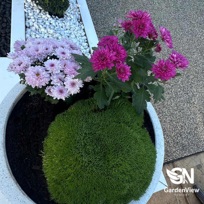 Scleranthus Biflorus 'Lime Lava' - Climbers & Ground Covers - Garden View Nursery