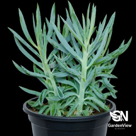Senecio Ficoides (Big Blue Chalksticks) - Succulents - Garden View Nursery