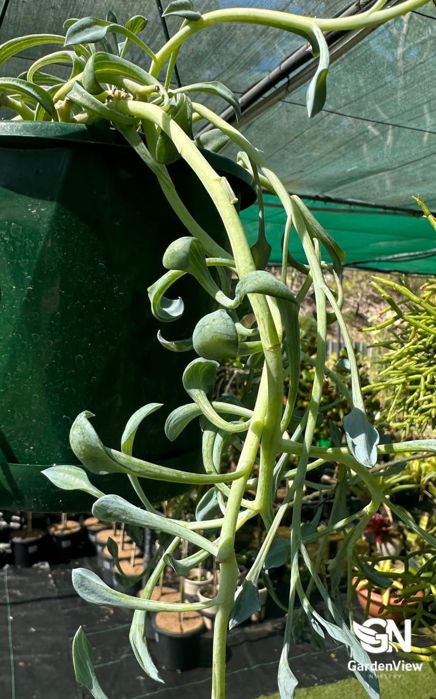 Senecio Radicans Dolphin Necklace - Cactus & Succulents - Garden View Nursery