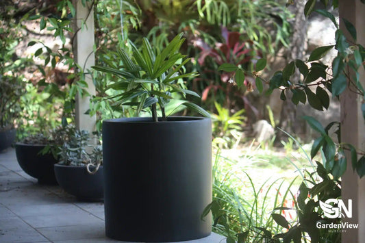 Short Cylinder Pots - Pots - Garden View Nursery