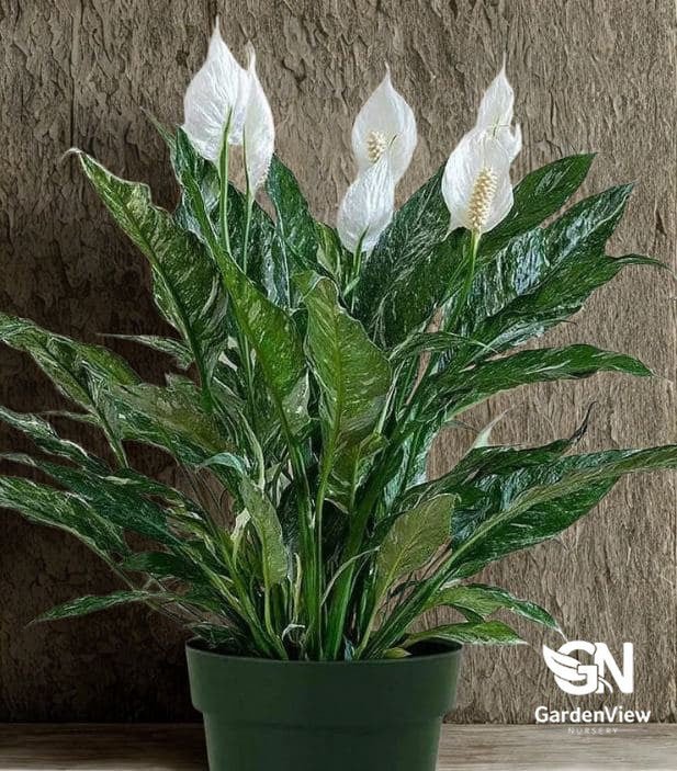 Spathiphyllum Domino - Indoor Plants - Garden View Nursery