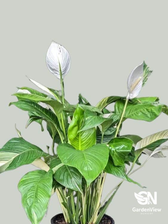 Spathiphyllum Picasso - Indoor Plants - Garden View Nursery