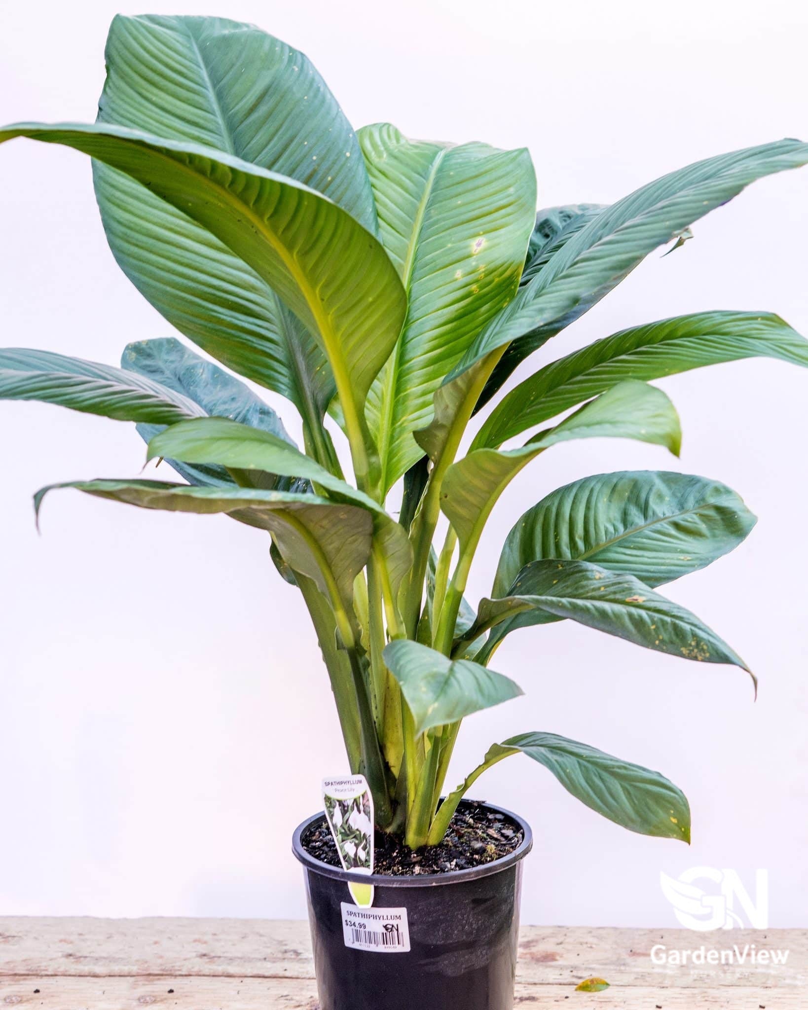 Spathiphyllum Sensation - Indoor Plants - Garden View Nursery