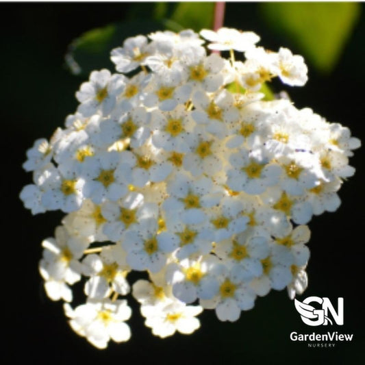 Spiraea Cantoniensis (Double White May Bush) - Shrubs & Trees - Garden View Nursery