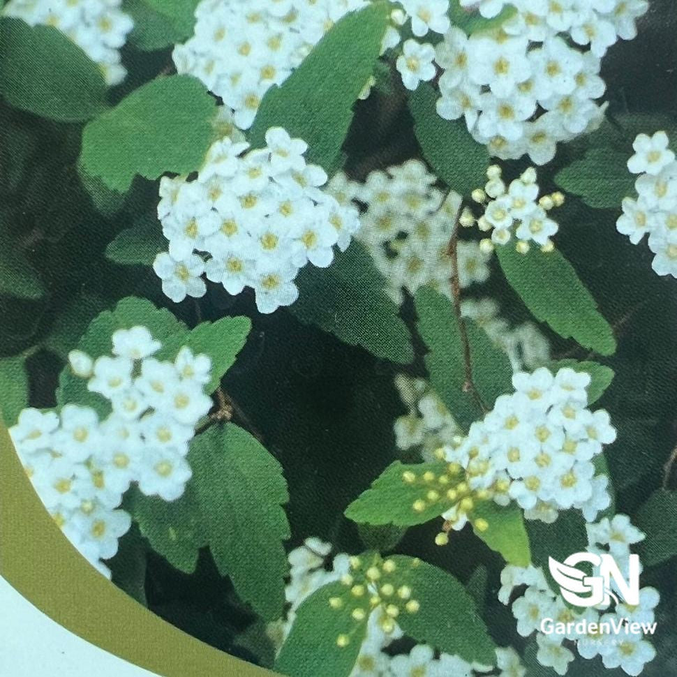 Spiraea Cantoniensis Single White May Bush with white clustered flowers and green leaves in pot