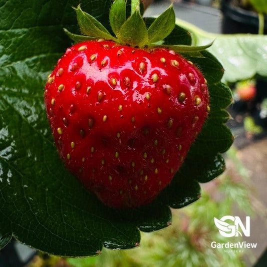 Strawberry Hanging Basket - Fruit Trees - Garden View Nursery