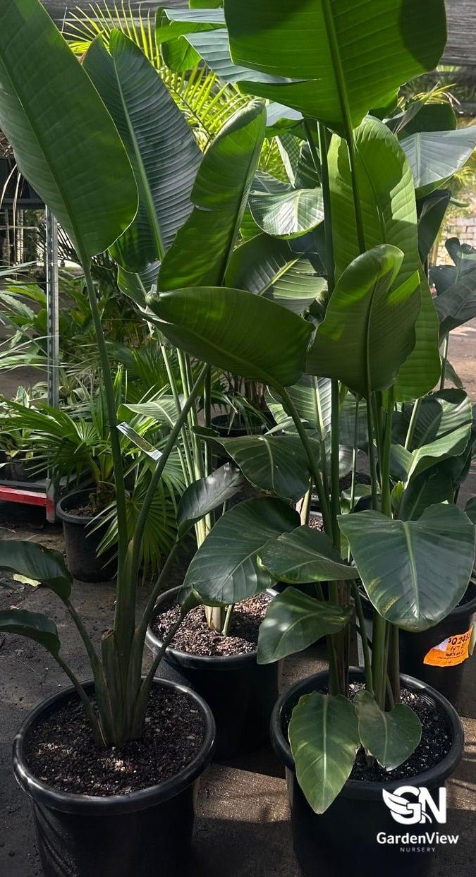 Strelitzia Nicolai (Giant Bird Of Paradise) - Palms & Tropical - Garden View Nursery