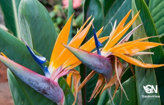 Strelitzia Reginae (Bird Of Paradise) - Palms & Tropical - Garden View Nursery