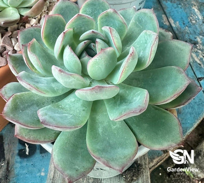 Succulent Assorted - Succulents - Garden View Nursery