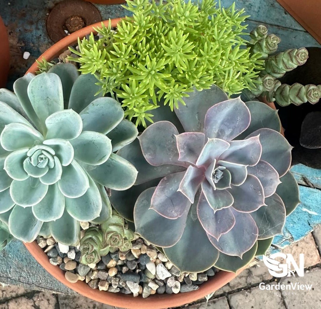 Succulent Assorted - Succulents - Garden View Nursery