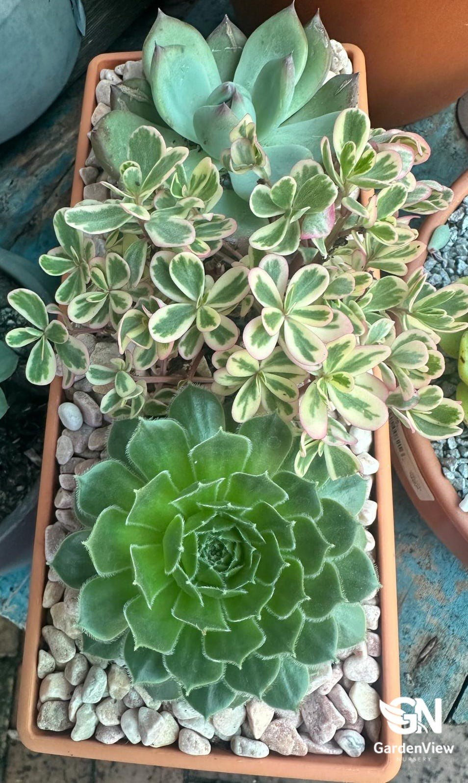 Succulent Assorted - Succulents - Garden View Nursery