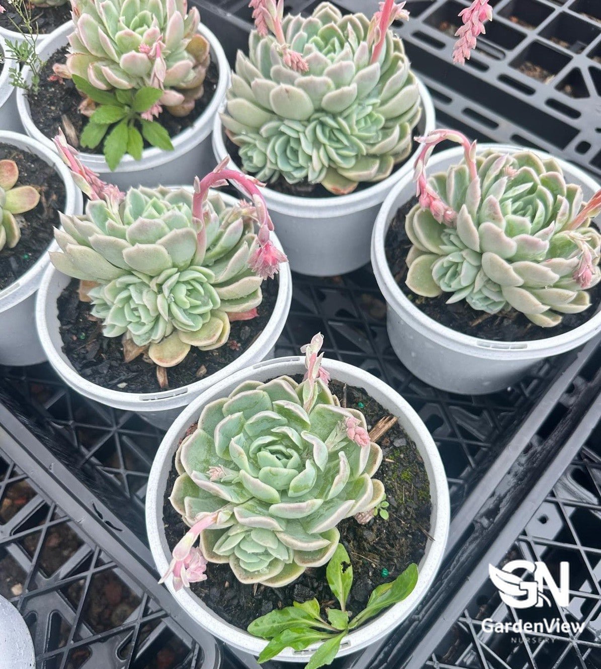 Succulent Assorted - Succulents - Garden View Nursery