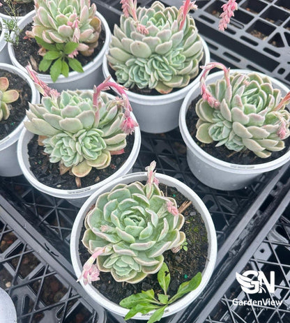 Succulent Assorted - Succulents - Garden View Nursery