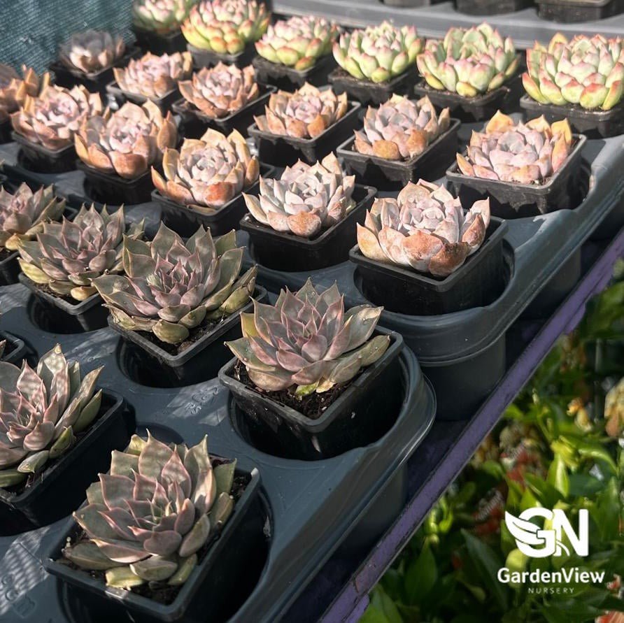 Succulent Assorted - Succulents - Garden View Nursery